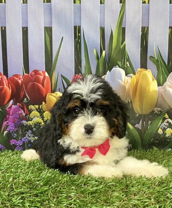 Photo of Ms. Mindy the F1B Micro Mini-Bernedoodle puppy