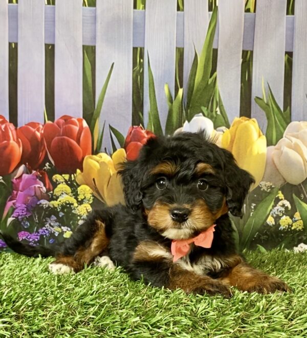 Photo of Ms. Nala the Mini-Bernedoodle puppy
