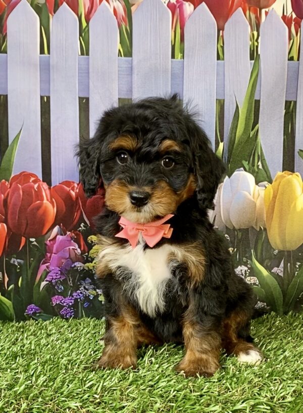 Photo of Ms. Nala the Mini-Bernedoodle puppy