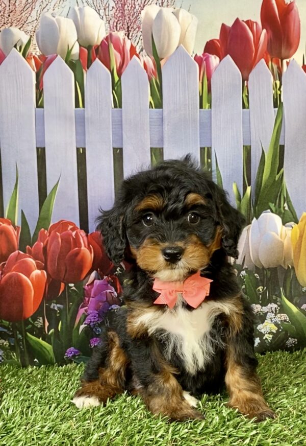 Photo of Ms. Nala the Mini-Bernedoodle puppy