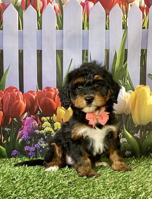 Photo of Ms. Nala the Mini-Bernedoodle puppy