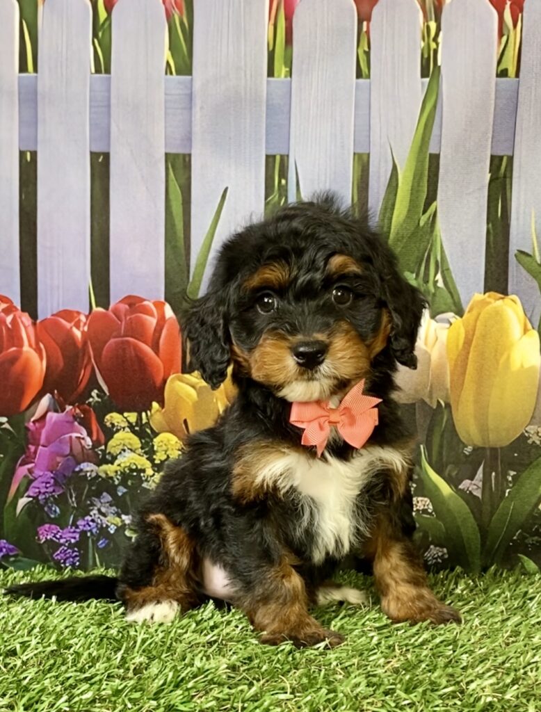 Photo of Ms. Nala the Mini-Bernedoodle puppy