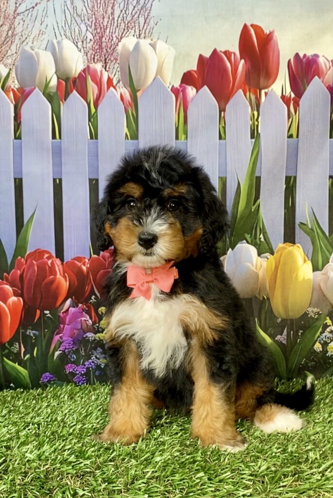 Photo of Ms. Nancy the Mini-Bernedoodle puppy