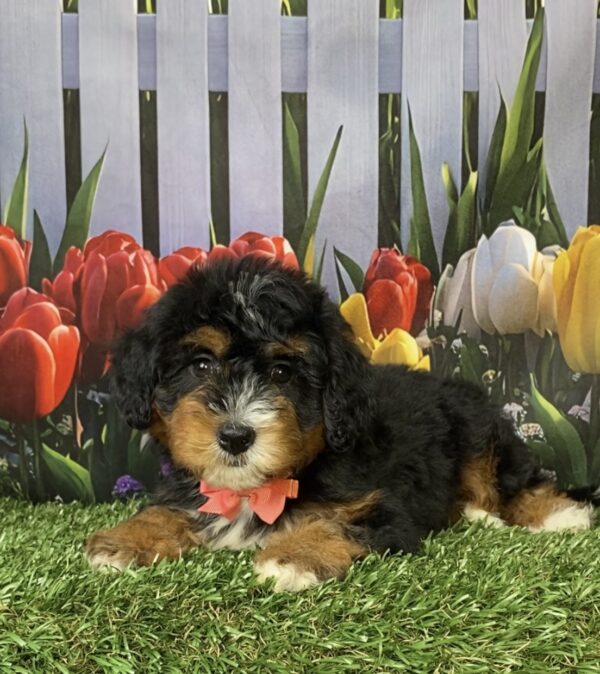 Photo of Ms. Nancy the Mini-Bernedoodle puppy