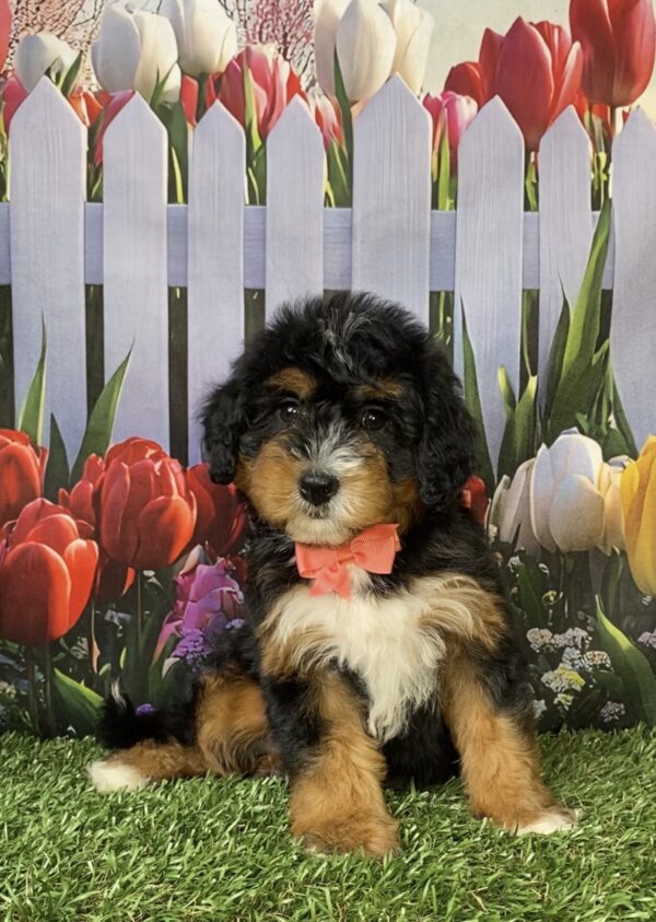 Photo of Ms. Nancy the Mini-Bernedoodle puppy