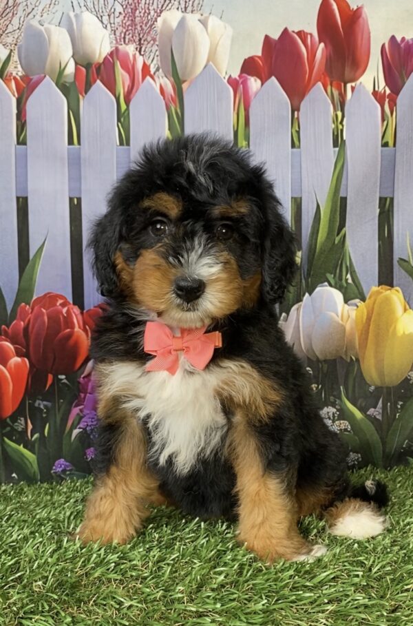 Photo of Ms. Nancy the Mini-Bernedoodle puppy