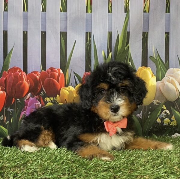 Photo of Ms. Nancy the Mini-Bernedoodle puppy