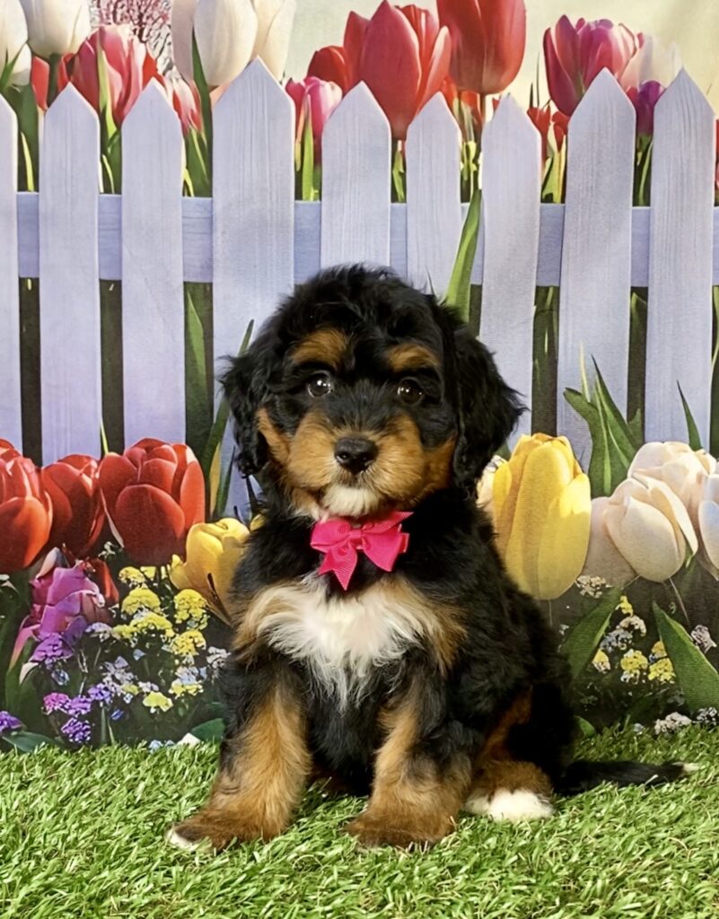 Photo of Ms. Nellie the Mini-Bernedoodle puppy