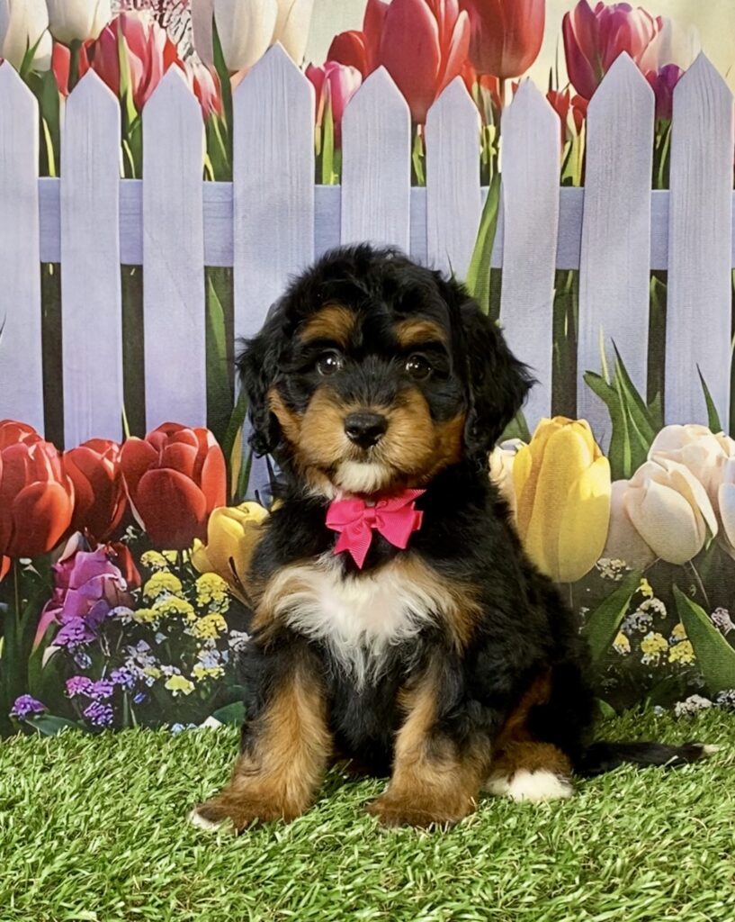 Photo of Ms. Nellie the Mini-Bernedoodle puppy