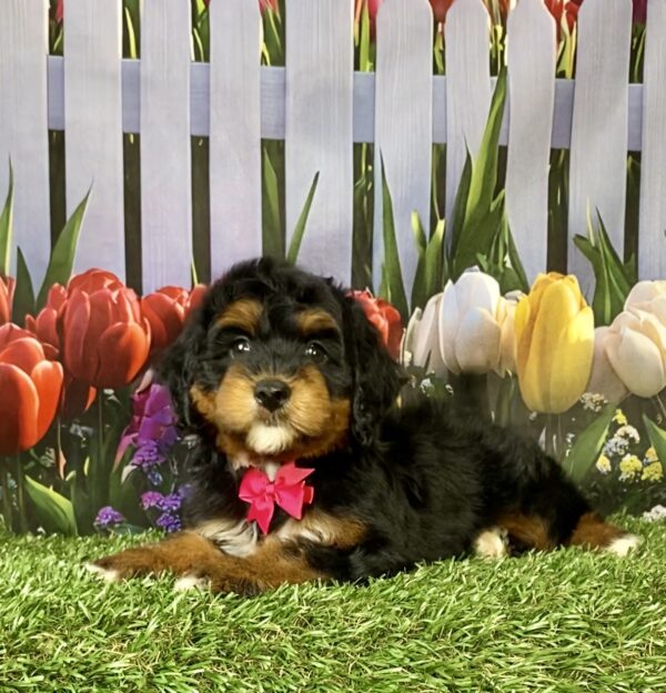 Photo of Ms. Nellie the Mini-Bernedoodle puppy