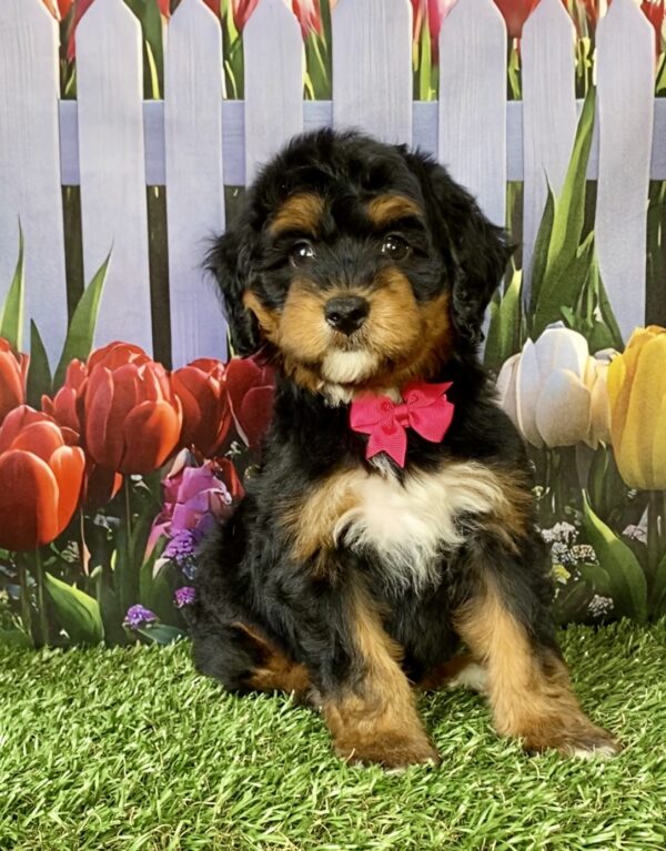 Photo of Ms. Nellie the Mini-Bernedoodle puppy