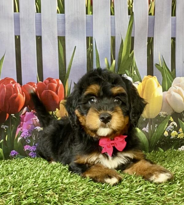 Photo of Ms. Nellie the Mini-Bernedoodle puppy