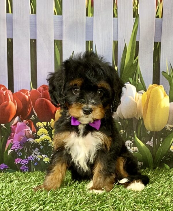 Ms. Neva the  Mini-Bernedoodle puppy