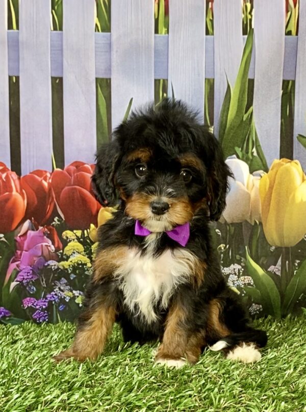 Photo of Ms. Neva the Mini-Bernedoodle puppy