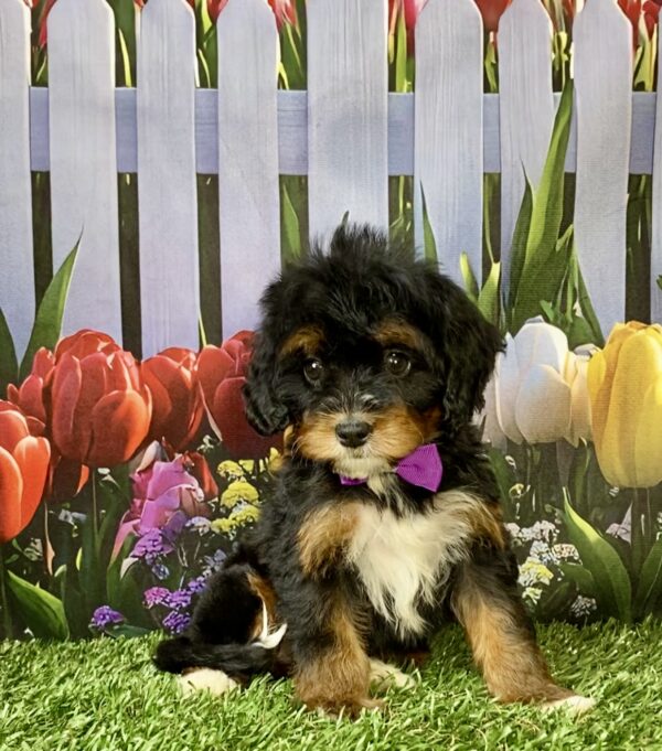 Photo of Ms. Neva the Mini-Bernedoodle puppy