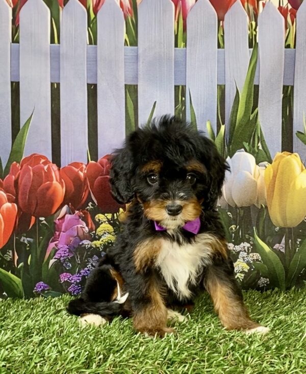 Photo of Ms. Neva the Mini-Bernedoodle puppy
