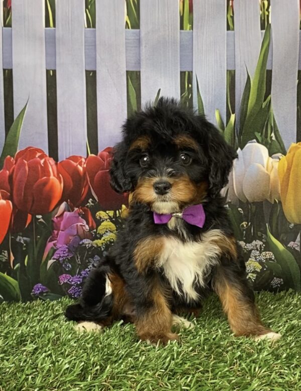 Photo of Ms. Neva the Mini-Bernedoodle puppy