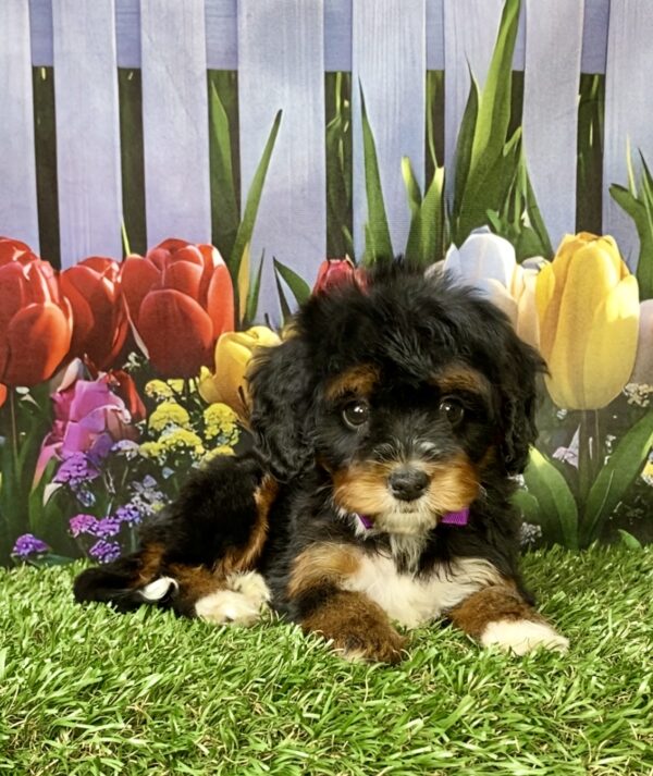 Photo of Ms. Neva the Mini-Bernedoodle puppy
