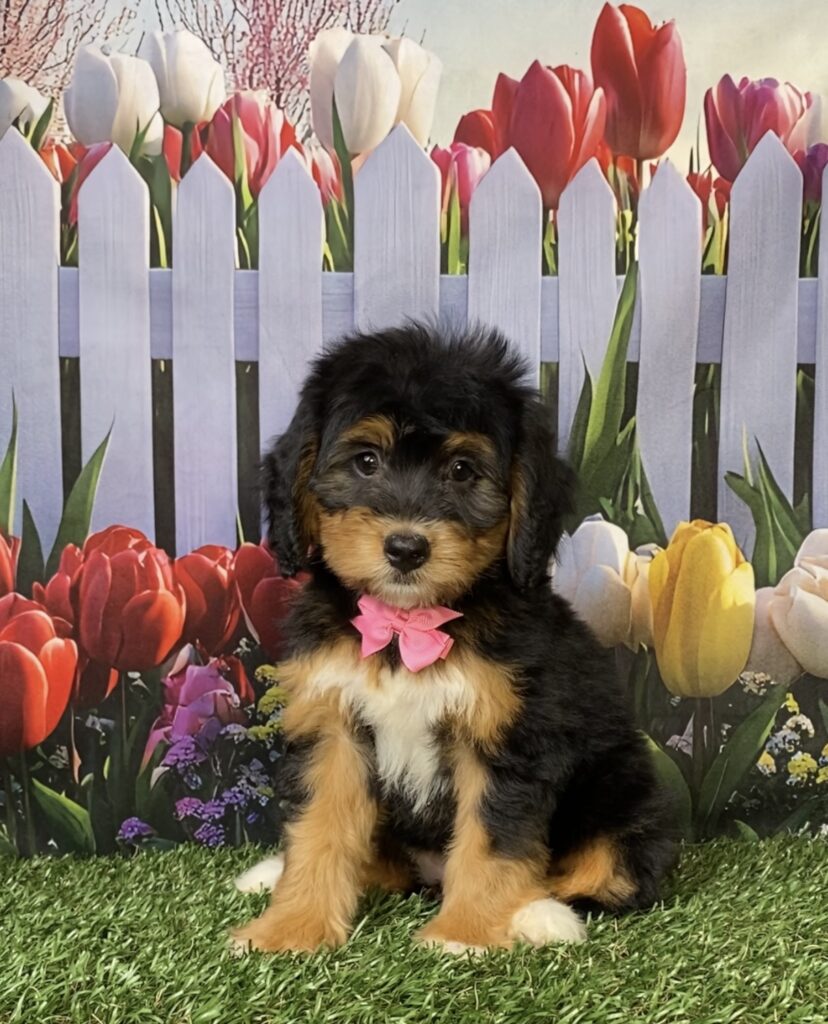 Photo of Ms. Noel the Mini-Bernedoodle puppy