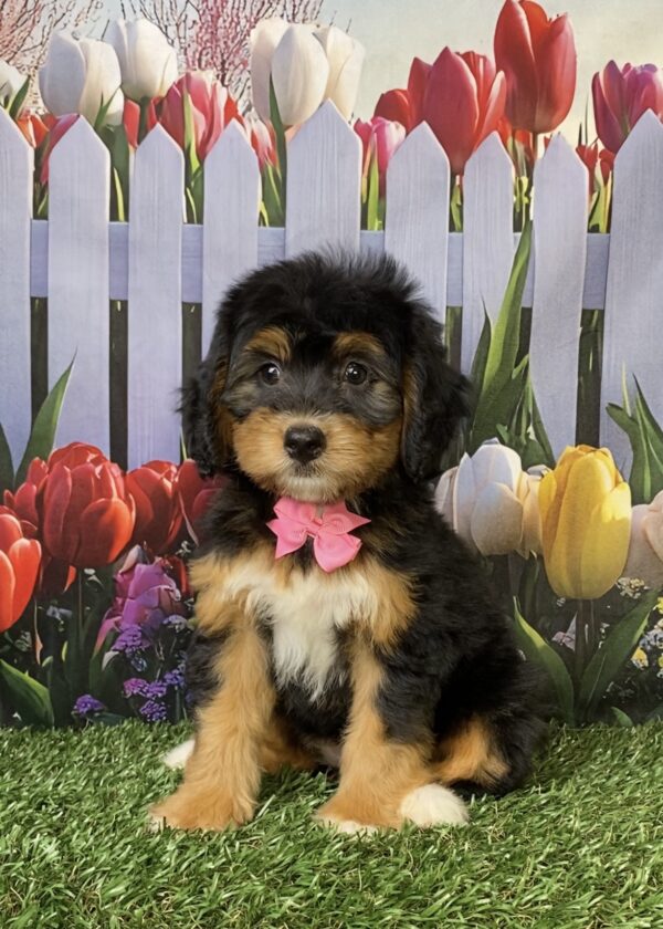 Photo of Ms. Noel the Mini-Bernedoodle puppy