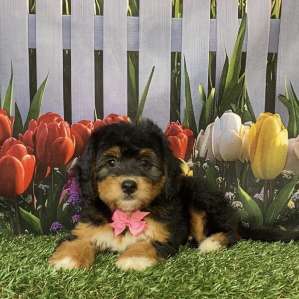 Photo of Ms. Noel the Mini-Bernedoodle puppy