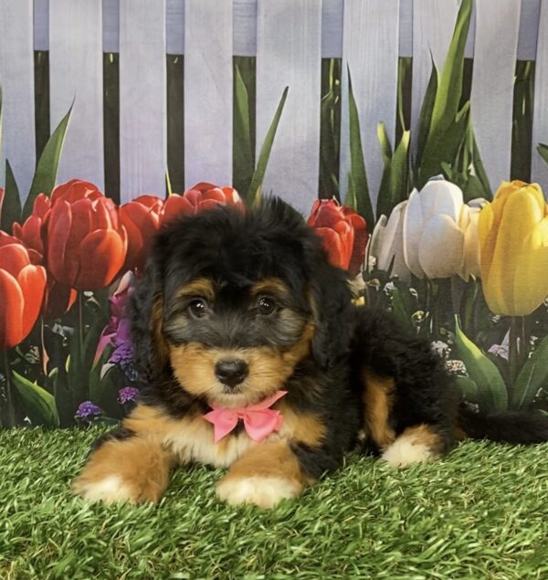 Photo of Ms. Noel the Mini-Bernedoodle puppy