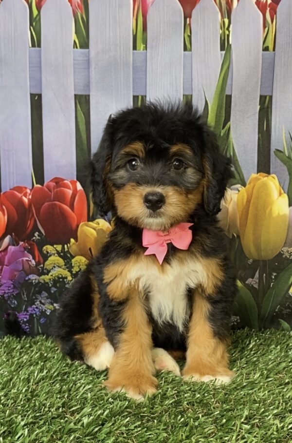 Photo of Ms. Noel the Mini-Bernedoodle puppy