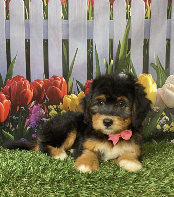 Photo of Ms. Noel the Mini-Bernedoodle puppy