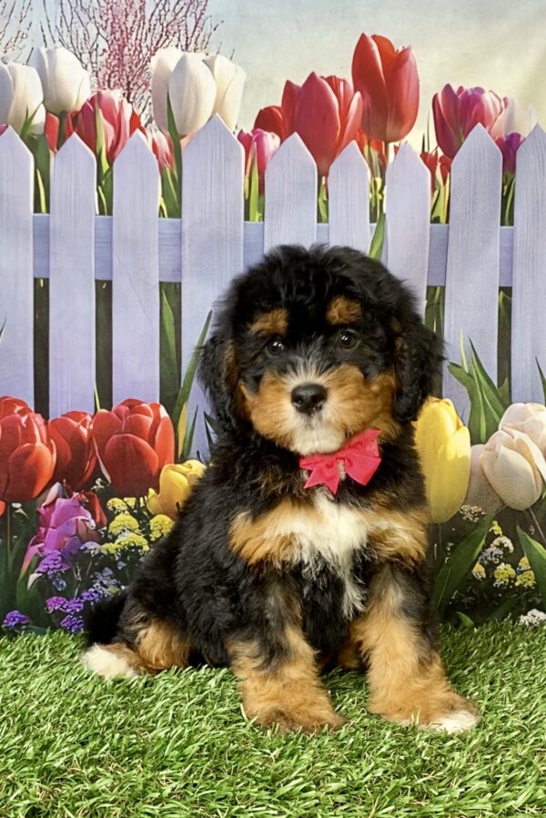 Ms. Nugget the  Mini-Bernedoodle puppy