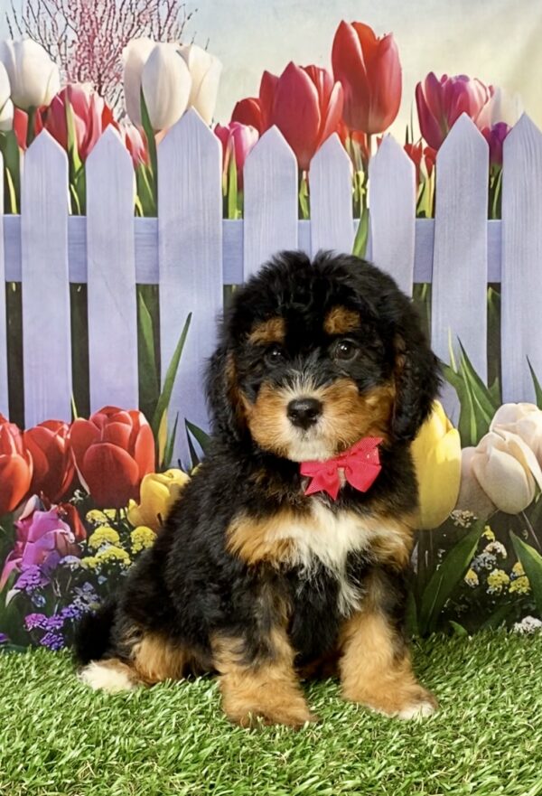Photo of Ms. Nugget the Mini-Bernedoodle puppy