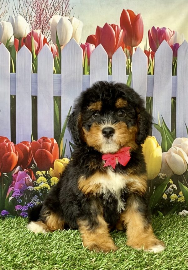 Photo of Ms. Nugget the Mini-Bernedoodle puppy