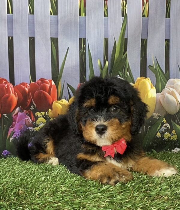 Photo of Ms. Nugget the Mini-Bernedoodle puppy