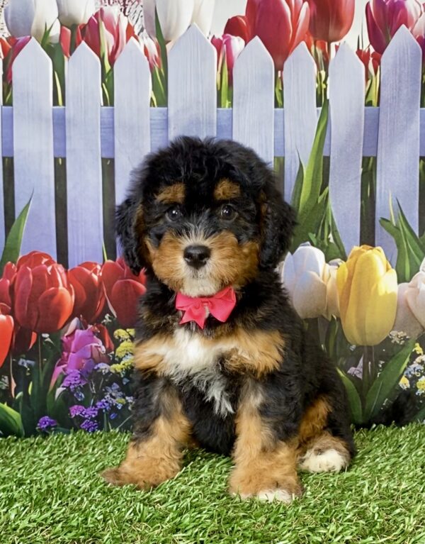 Photo of Ms. Nugget the Mini-Bernedoodle puppy