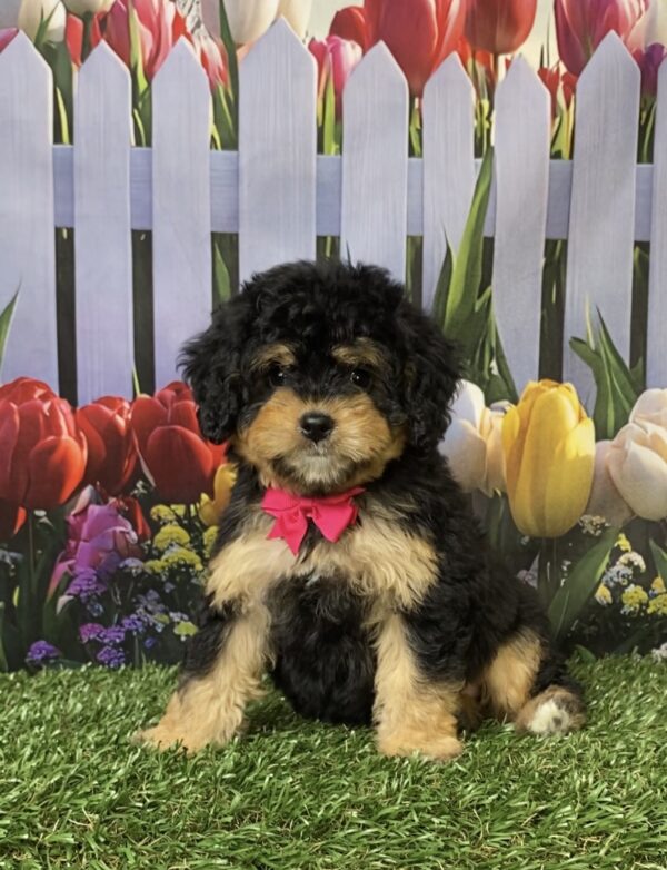 Ms. Ocean the  Mini-Bernedoodle puppy