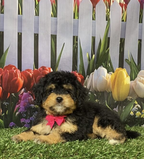 Photo of Ms. Ocean the Mini-Bernedoodle puppy