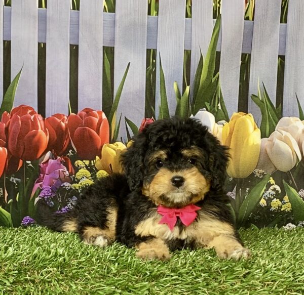 Photo of Ms. Ocean the Mini-Bernedoodle puppy