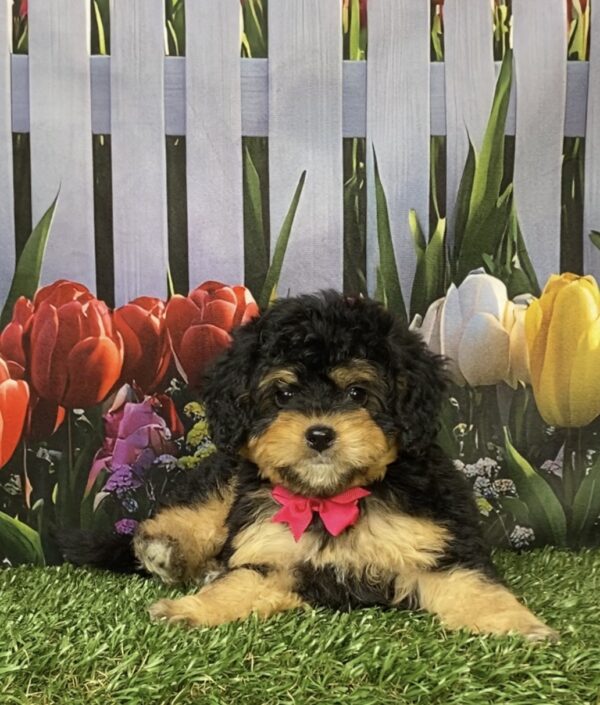 Photo of Ms. Ocean the Mini-Bernedoodle puppy