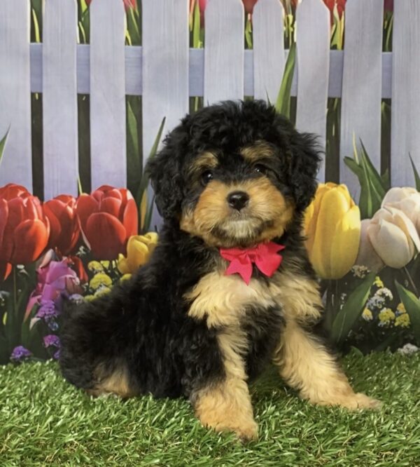 Photo of Ms. Ocean the Mini-Bernedoodle puppy