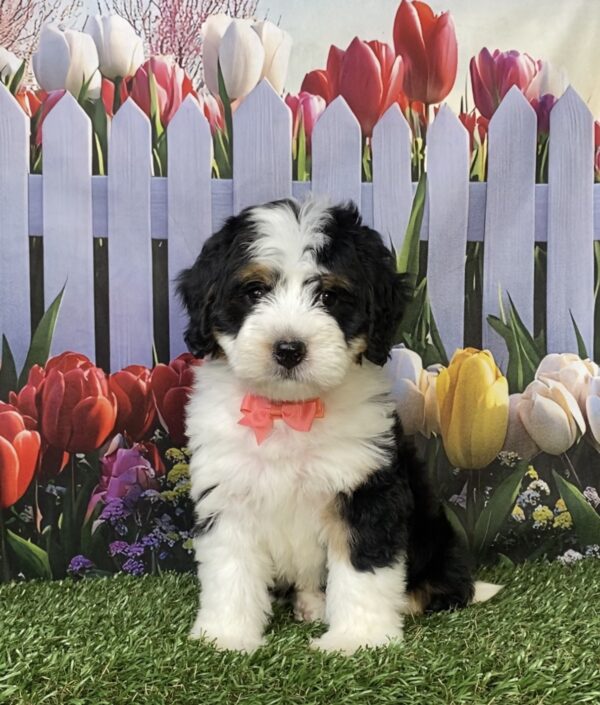 Ms. Oma the  Mini-Bernedoodle puppy