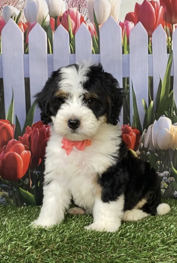 Photo of Ms. Oma the Mini-Bernedoodle puppy