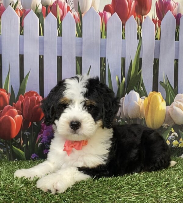 Photo of Ms. Oma the Mini-Bernedoodle puppy