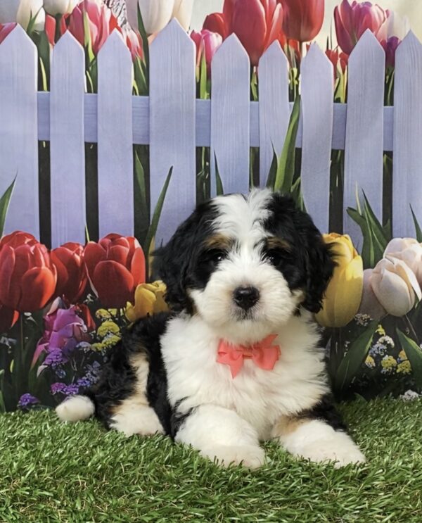 Photo of Ms. Oma the Mini-Bernedoodle puppy