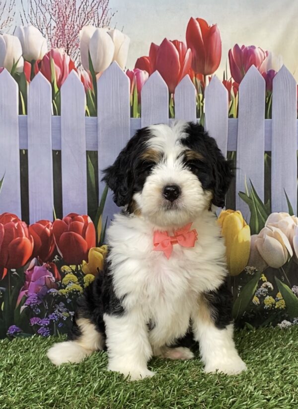 Photo of Ms. Oma the Mini-Bernedoodle puppy