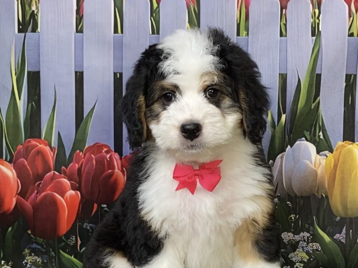 Ms. Oprah The Mini-Bernedoodle | The Bernedoodles