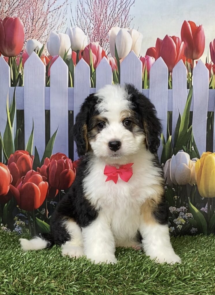 Photo of Ms. Oprah the Mini-Bernedoodle puppy