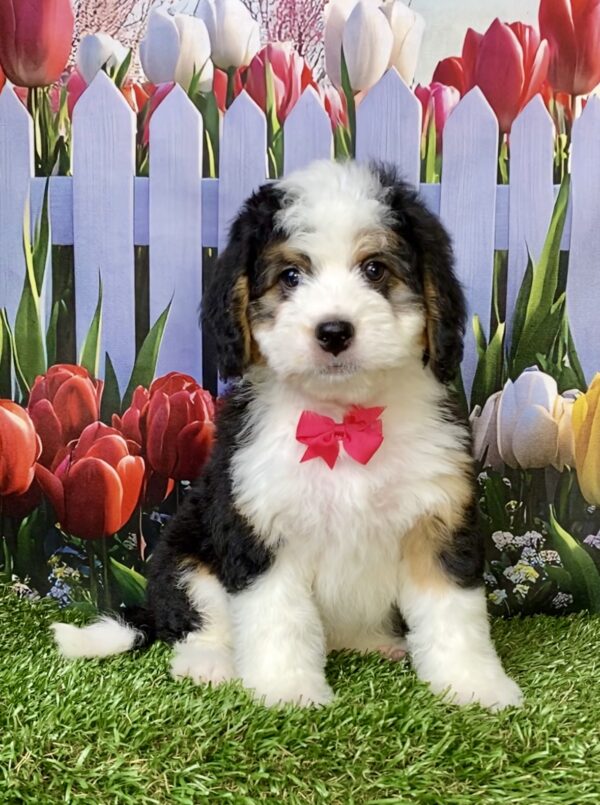 Photo of Ms. Oprah the Mini-Bernedoodle puppy