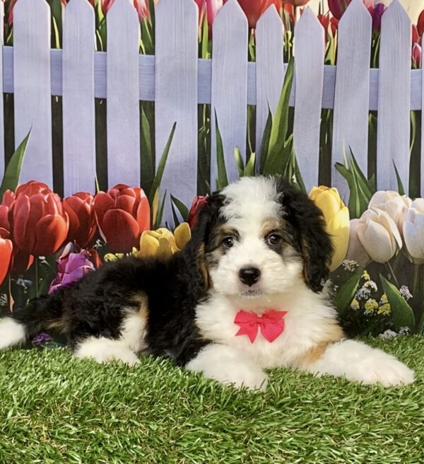 Photo of Ms. Oprah the Mini-Bernedoodle puppy