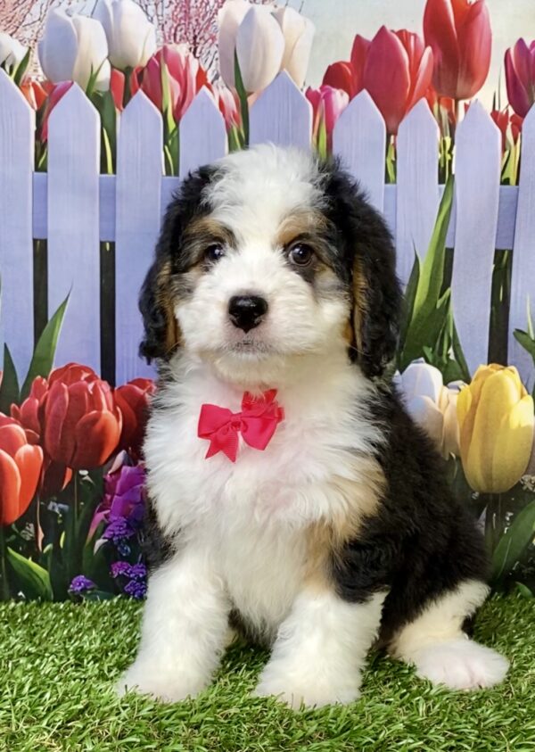 Photo of Ms. Oprah the Mini-Bernedoodle puppy