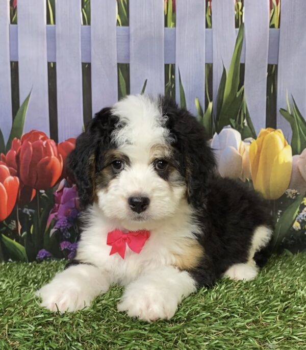 Photo of Ms. Oprah the Mini-Bernedoodle puppy