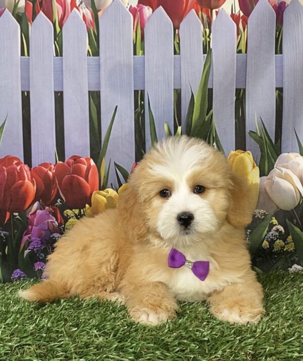Photo of Ms. Paisley the F2 Mini-Bernedoodle puppy